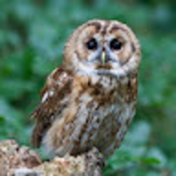 Meet your Posher, Magdalena - Picture 1 of 1